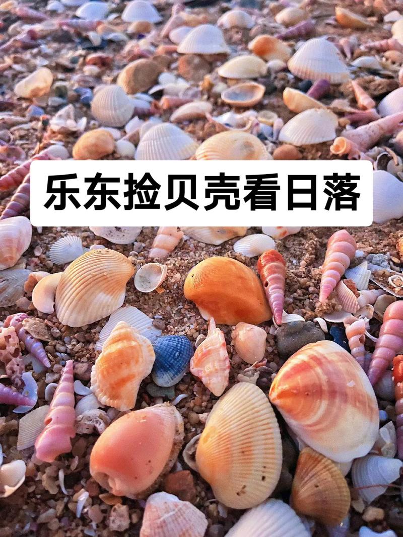 海南西线哪个地方贝壳多海南沙滩可以搭帐篷吗海南沙滩放带钉木板