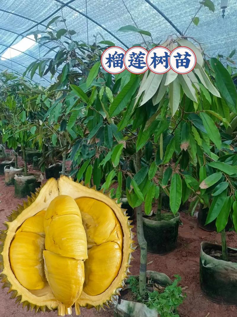 金枕榴莲种植条件云南金枕榴莲好吃吗榴莲广西能种吗 新款能源