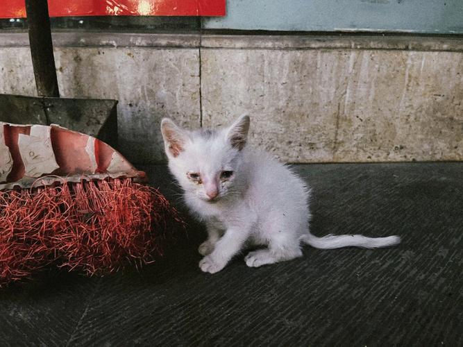 流浪猫怀孕可以拿它的孩子吗流浪猫被喂带孩子来家里好吗把别人“散养”的猫带回家喂养，被发现了该不该送回去呢 东风汽车