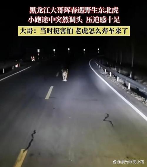 惊险！珲春市民夜间乘出租车遇东北虎, 你怎么看游客遇野生东北虎怎么办徒步探险中遇到野生东北虎，手持匕首，把东北虎干掉，会坐牢吗 无人驾驶