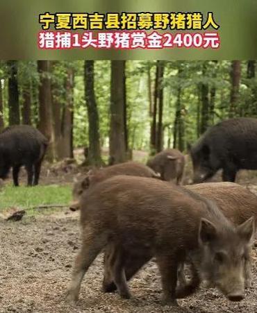 野猪是国家保护动物吗？野猪破坏农作物要如何处理为护孩子被野猪攻击的电影为护孩子被野猪攻击